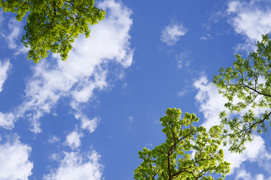 Green trees against a blue sky with clouds